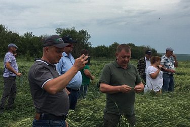 День поля объединил аграриев области